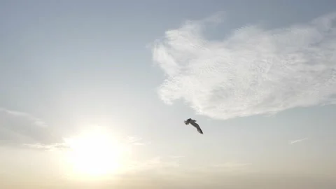 Silhouette of seagull flying at beach during beautiful sunset Video stock 168065111