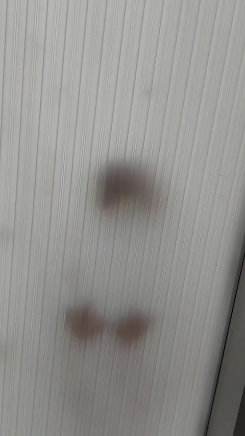 Silhouette of Seagull Walking and Pecking Food on Translucent Canopy Stock Footage 340173579