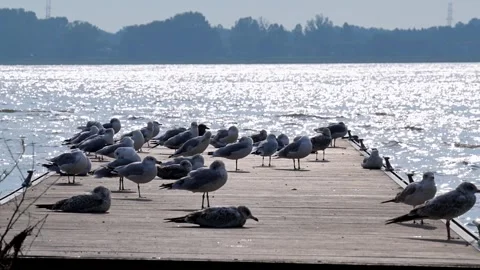 Silhouette Sentinels: Seagulls on Deck Stock Footage 303940882