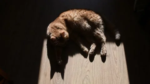 Silhouette shadow of fluffy cat lying on floor and shaking tail Stock Footage 139883525