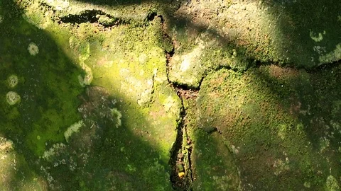 Silhouette shadow of leaves. Leaves shadow on the old wall Stock-Footage 103779547