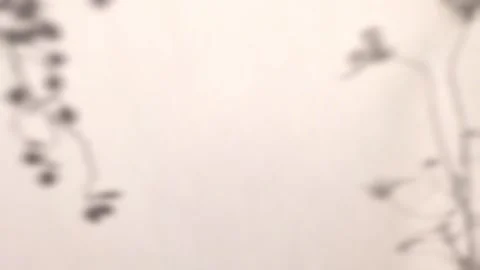 Silhouette shadow overlay of flowers and tree branch on white background Stock Footage 252838101