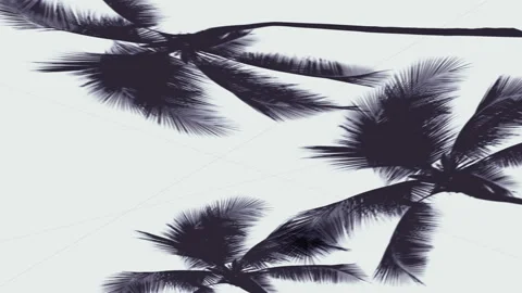 Silhouette shadow of palm leaves motion by natural wind on white wall. Video stock 89306832