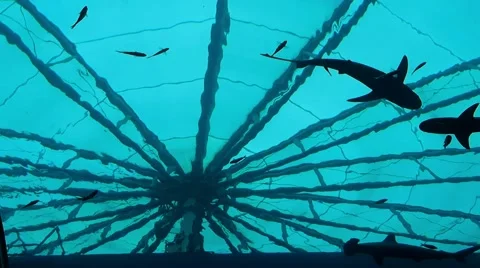 Silhouette of the shark tank Stock Footage 48918989