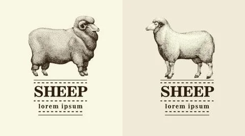 Silhouette sheep, logo template, vector hand drawn illustration. Stock Illustration