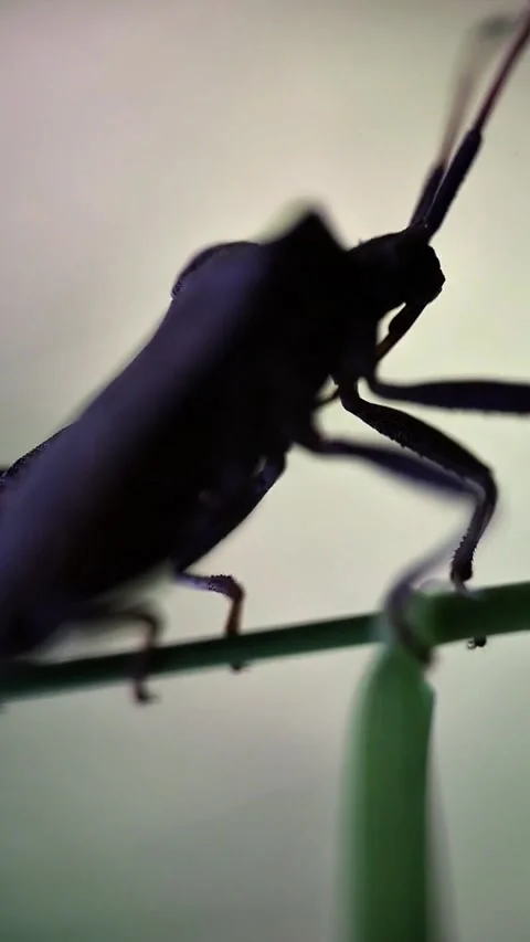 Silhouette of Shield Bug Backlit on Thin Branch Close Up Video stock 340037415