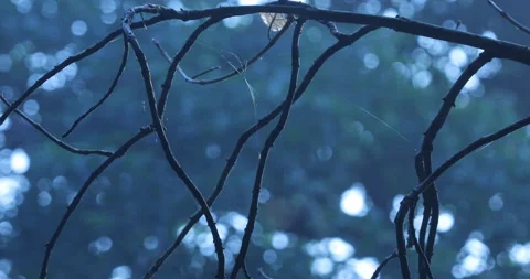 Silhouette shot of Dry tree in Moonlight Stock Footage 167540413