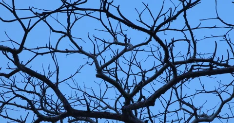 Silhouette shot of Dry tree in Moonlight Stock Footage 168188448