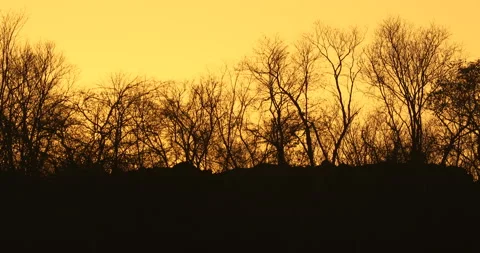 Silhouette shot of a trees sunset Stock Footage 303951858