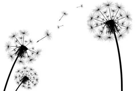 Silhouette of a simple single dandelion Stock Illustration