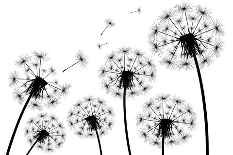 Silhouette of a simple single dandelion Stock Illustration