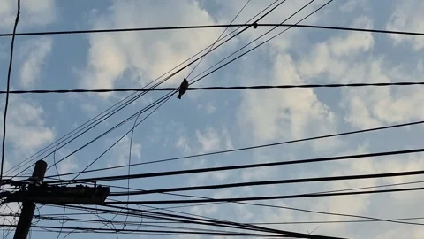 Silhouette of a single bird Stock Footage 339376245