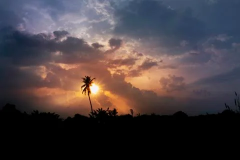 Silhouette of single coconut tree in sunset. Stock Photos