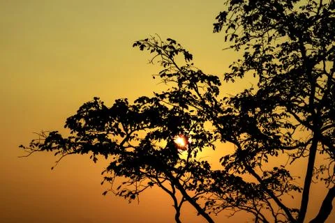 Silhouette of a single tree against the setting sun with Golden sea Stock Photos