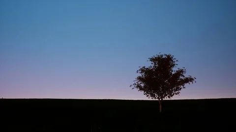 Silhouette of single tree on dusk sky Video stock 82896615