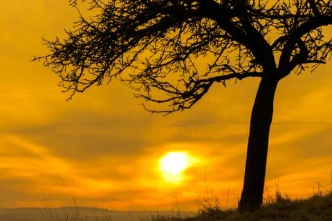 Silhouette of a single tree with a fireball Stock Photos