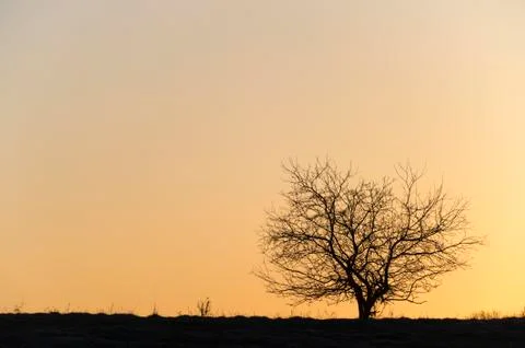 Silhouette of a single tree. Stock Photos