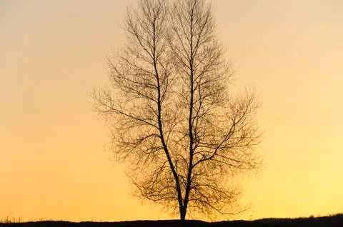Silhouette of a single tree. Stock Photos