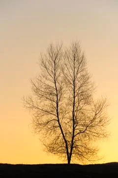 Silhouette of a single tree. Stock Photos