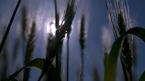 Silhouette of single wheat stalk Stock Footage 67637894
