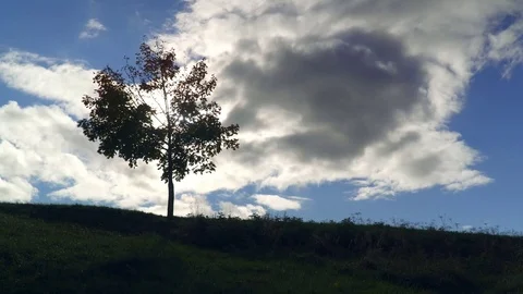 Silhouette, sky, cloud, lost, grass, woman, tree, person, girl, summer, nature,  Stock Footage 81619401
