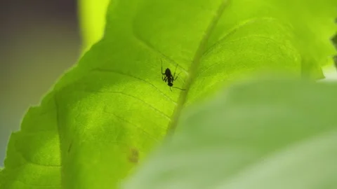Silhouette of a small ant walking on a green leaf Stock Footage 337741831