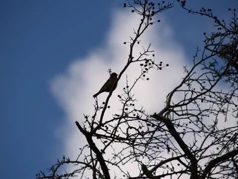 Silhouette of a Small Bird Sitting in a Twiggy  Berry Covered Tree Stock Photos