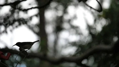 A silhouette of a small bird taking off in slow motion. Stock Footage 100530077