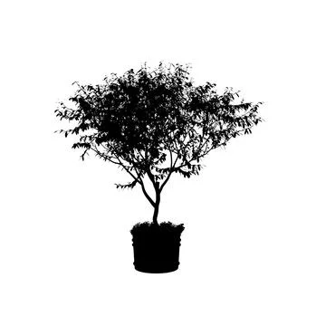 Silhouette of a small decorative tree in a pot isolated on a white background Stock Illustration