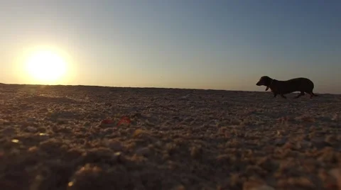 Silhouette of a small dog Video stock 67989782