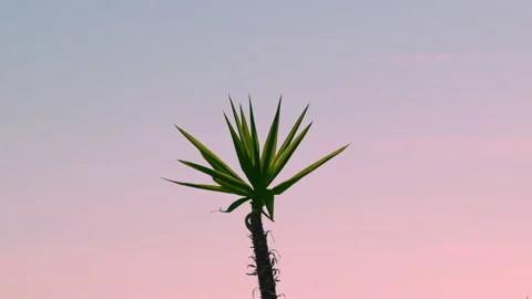 Silhouette Of Small Palm Tree Sways In Wind Against Backdrop Of Sunset Sky Corfu Stock Footage 218302771