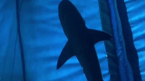 Silhouette of a Small Shark from Below in Slow Motion 4k 動画素材 157301173