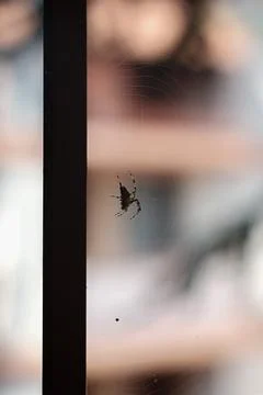 Silhouette of a small spider on its web between bars Stock Photos