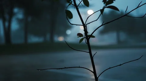 Silhouette of a small tree in the rain Stock Footage 49546514