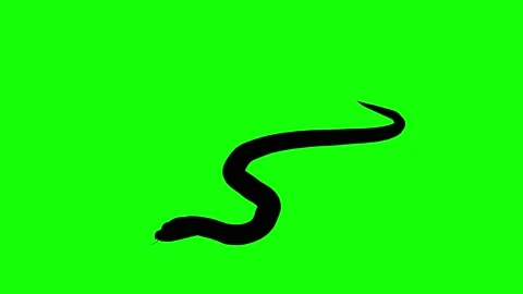 Silhouette of a snake crawling, on green screen, perspective view. Animal Stock Footage 150349991