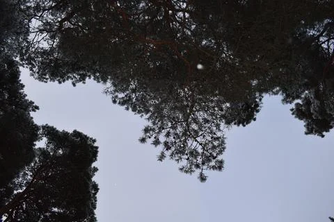 Silhouette of snow dusted pine treetops looking up at cold sky Stock Photos