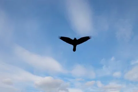 The silhouette of a soaring bird in a blue cloudy sky Stock Photos