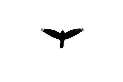 Silhouette of a soaring bird on a white background Stock Photos