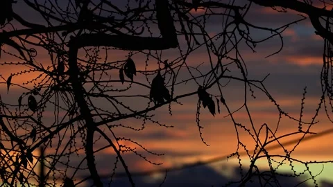 Silhouette of some branches of a tree during a spectacular sunset. Stock Footage 167366488