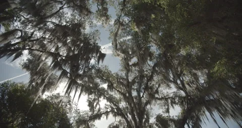 Silhouette of Spanish Moss in Trees Stock Footage 153104082