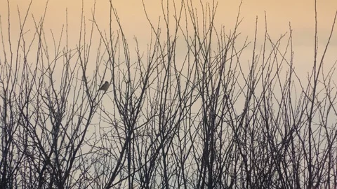 Silhouette of a sparrow on a tree - daylight Stock Footage 99390640
