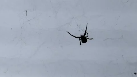 The silhouette of a spider swaying in the wind Stock-Footage 290492478