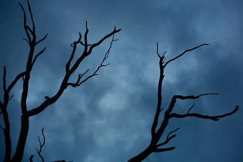 A silhouette of a spooky dead tree , cloudy background Stock Photos
