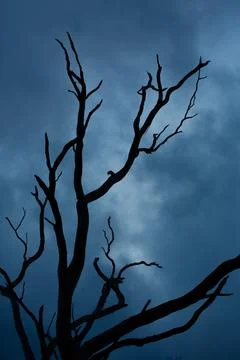A silhouette of a spooky dead tree , cloudy background Stock Photos