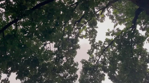 Silhouette of Spreading Tree Branches and Leaves Against White Sky Backdrop. Stock Footage 345069508
