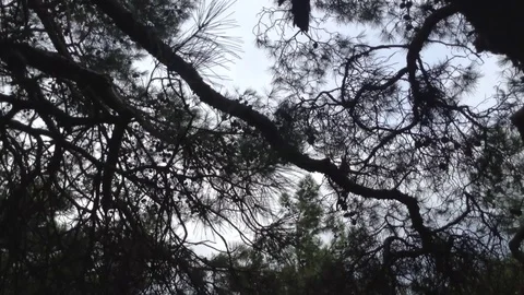 Silhouette of a squirrel running in the branches of a large pine tree Stock Footage 119308286