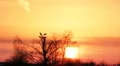 Silhouette of storks in the nest HD Footage