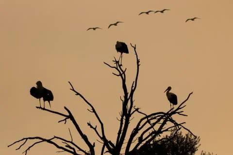 Silhouette of storks perched on the tree. Stock Photos