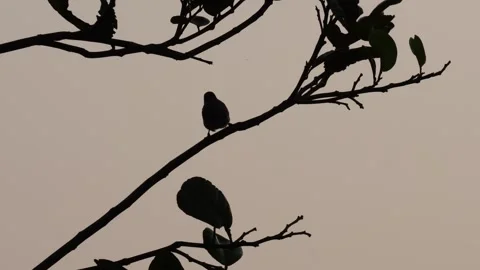 The silhouette of a sunbird Stock-Footage 319935478
