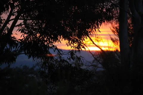 Silhouette sunset through a gum tree Stock Photos